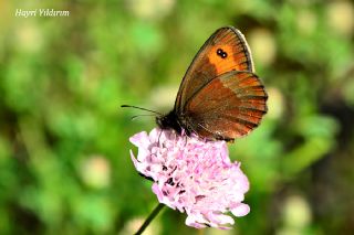 sko Gzelesmeri (Erebia aethiops)