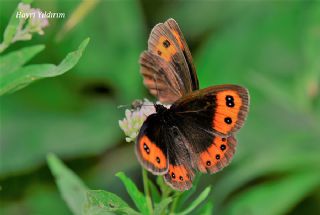 sko Gzelesmeri (Erebia aethiops)