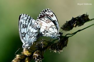 Orman Melikesi&nbsp;(Melanargia&nbsp;galathea)