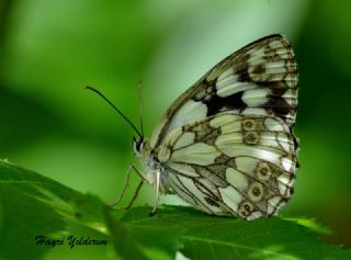 Orman Melikesi (Melanargia galathea)