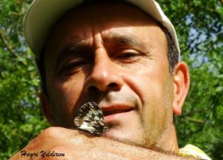 Orman Melikesi (Melanargia galathea)