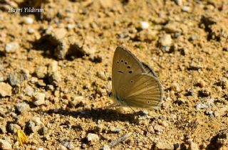 okgzl Anadolu Beyaz (Polyommatus menalcas)