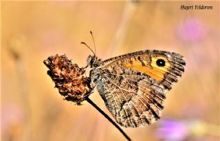 Seyit (Arethusana arethusa)