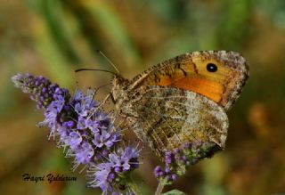 Seyit (Arethusana arethusa)