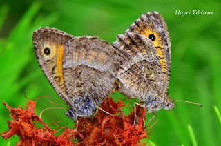 Seyit (Arethusana arethusa)