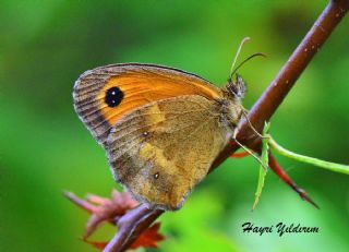 Pironiya (Pyronia tithonus)