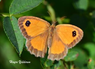 Pironiya (Pyronia tithonus)