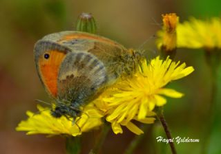 Kk Zpzp Perisi (Coenonympha pamphilus)