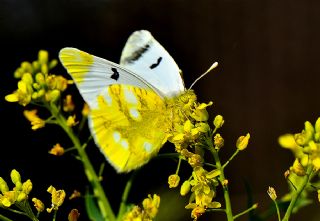 Zegris (Zegris eupheme)