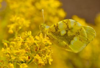 Zegris (Zegris eupheme)