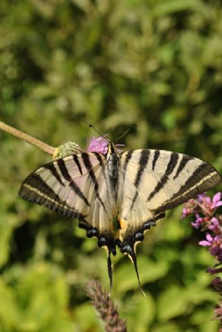 Erik Krlangkuyruk (Iphiclides podalirius)