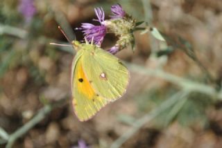 Sar Azamet (Colias croceus)