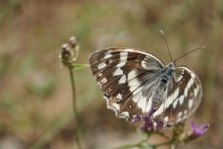 Kara Melike (Melanargia syriaca)