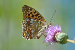 Bahadr (Argynnis pandora)