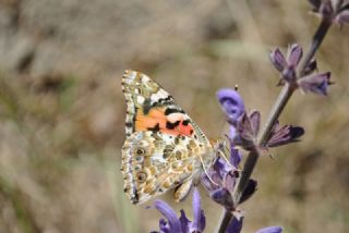 Diken Kelebei (Vanessa cardui)