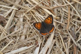 Benekli Bakr Gzeli (Lycaena phlaeas)