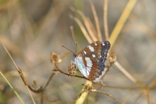 Akdeniz Hanmeli Kelebei (Limenitis reducta)