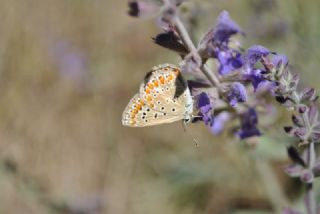 okgzl Mavi (Polyommatus icarus)