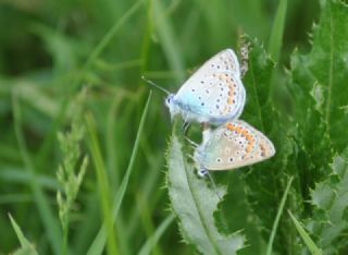 okgzl Mavi (Polyommatus icarus)