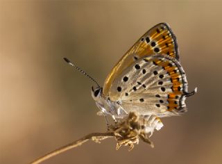 Kk Ate Gzeli (Lycaena thersamon)