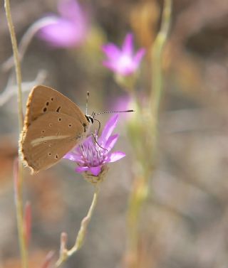 Anormal okgzl (Polyommatus admetus)