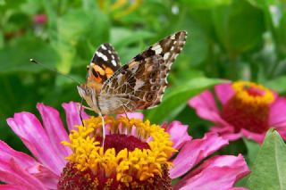 Diken Kelebei (Vanessa cardui)
