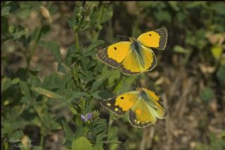 Sar Azamet (Colias croceus)