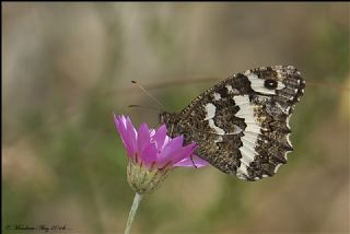 Kara Murat (Brintesia  circe)