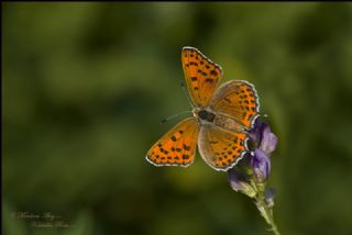 Kk Ate Gzeli (Lycaena thersamon)