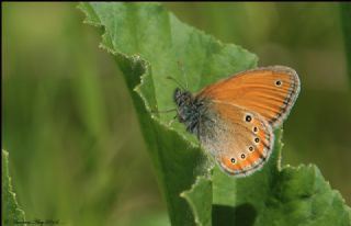 Rus Zpzp Perisi (Coenonympha leander)
