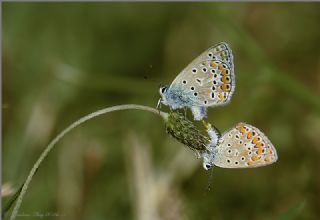 okgzl Mavi (Polyommatus icarus)