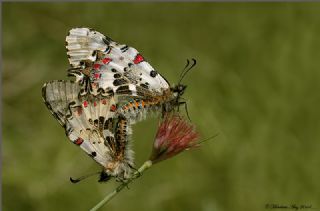 Kara Murat (Brintesia  circe)