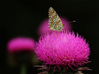 Cezayirli parhan (Melitaea ornata)
