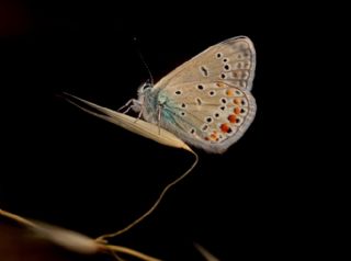 Cezayirli parhan (Melitaea ornata)
