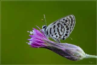 Balkan Kaplan (Tarucus balkanicus)