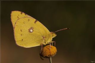 Sar Azamet (Colias croceus)