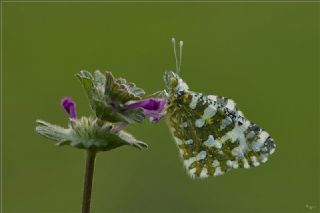 Da Oykls (Euchloe ausonia)