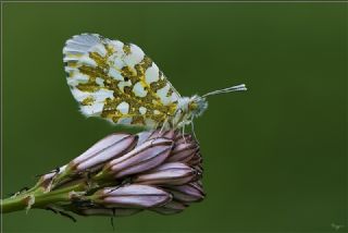 Turuncu Ssl (Anthocharis cardamines)