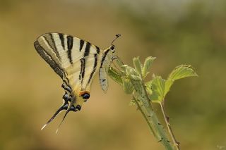 Erik Krlangkuyruk (Iphiclides podalirius)