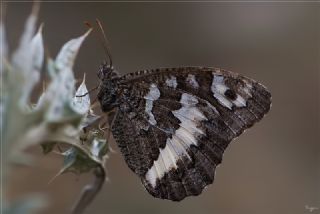 Kara Murat (Brintesia  circe)