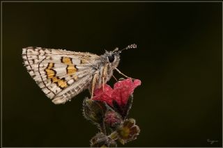 Sar Bandl Zpzp (Pyrgus sidae)