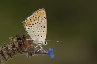 Kk Ate Gzeli (Lycaena thersamon)