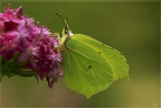 Orakkanat (Gonepteryx rhamni)