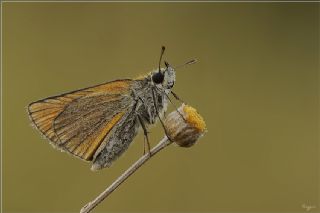 Sar Antenli Zpzp (Thymelicus sylvestris)