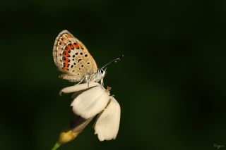 das Mavisi, Esmergz (Plebejus idas)