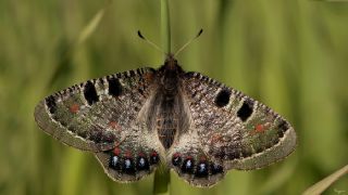 Yalanc Apollo (Archon apollinus)