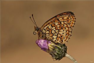 ift Noktal Brentis (Brenthis hecate)