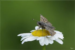 Hatmi Zpzp (Carcharodus alceae)