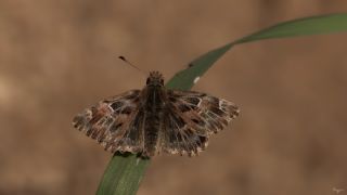 Hatmi Zpzp (Carcharodus alceae)