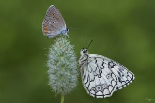 okgzl Gzel Mavi (Polyommatus bellis)